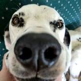 Entry image for Ellie 