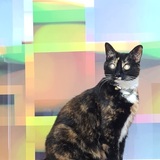 Entry image for Kaha