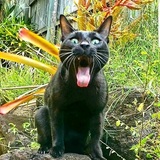 Entry image for Midnight