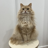 Entry image for Champagne 