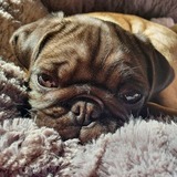 Entry image for Molly