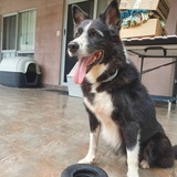 Entry image for Wacko Macko