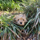 Entry image for Rosie 