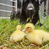 Entry image for Duggee