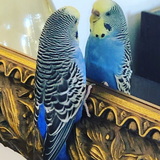 Entry image for Lulu 