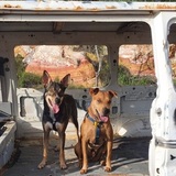 Entry image for Taz and Scrappy Doo 