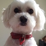 Entry image for Monsieur Kenny