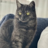 Entry image for Beans