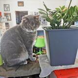 Entry image for Squizzy