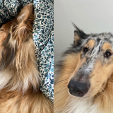 Entry image for  Fergus (left) & Pepper (right)