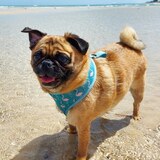 Entry image for Rupert