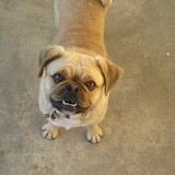 Entry image for Shelly