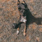 Entry image for Rosie