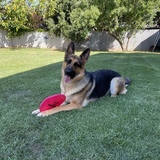 Entry image for Poppy