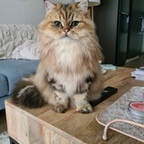 Entry image for Alfred