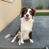 Entry image for Bernie