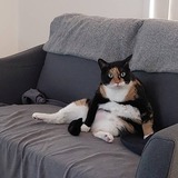 Entry image for Nova The Supercat