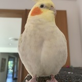 Entry image for Pearl