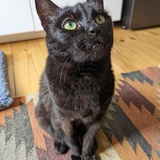 Entry image for Sammy