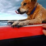 Entry image for Busta