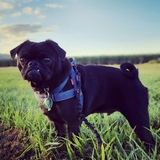 Entry image for Django-Pug Unchained 