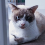 Entry image for Jasper