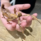 Entry image for Pickle