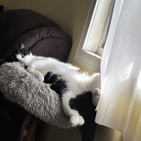 Entry image for Alfred