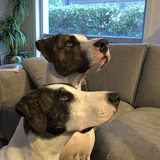 Entry image for Boris and Ivar