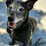 Entry image for Vayda