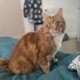 Entry image for Herman