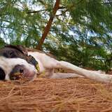 Entry image for Chook