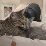 Entry image for Molly (grey) felix (tortoiseshell)