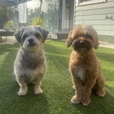 Entry image for Ari & Hugo