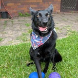 Entry image for Queenie 