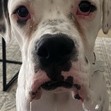 Entry image for Poncho 