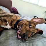 Entry image for Bundy