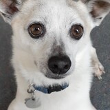 Entry image for Bruiser