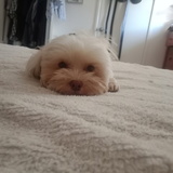 Entry image for Henry