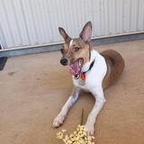 Entry image for Piccolo