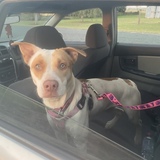 Entry image for Solar 