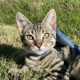 Entry image for Milo