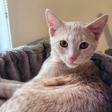 Entry image for Effy