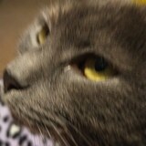 Entry image for Cinderbella