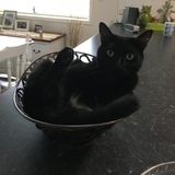 Entry image for Hugo