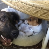 Entry image for Koby and Luna