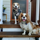Entry image for BJ(Left) & Vinnie(Right)