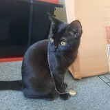 Entry image for Echo