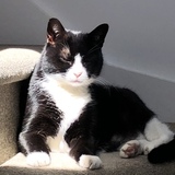 Entry image for Frankie