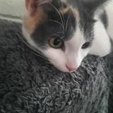 Entry image for Cleo